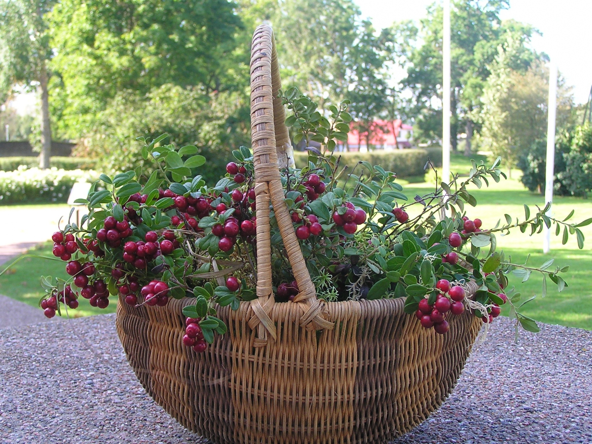 Pohlakorv
